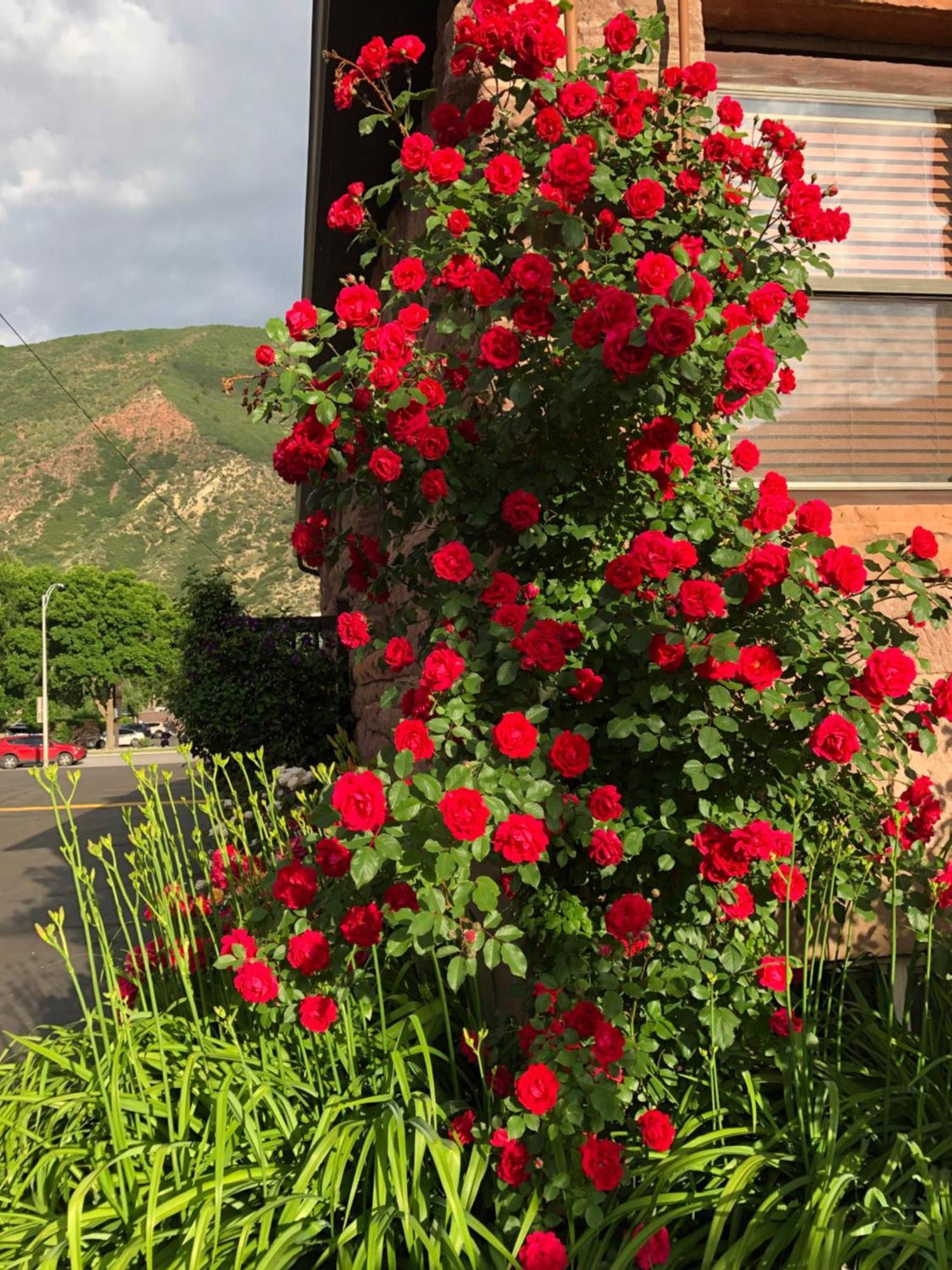 Glenwood Springs Cedar Lodge Exteriér fotografie